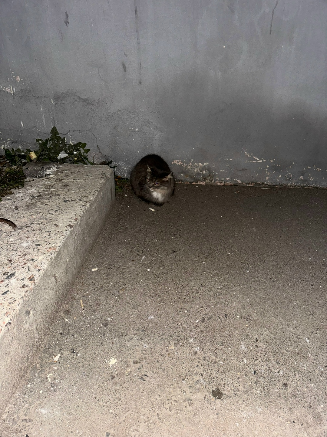 Найдена собака в Ярославле — фото объявления