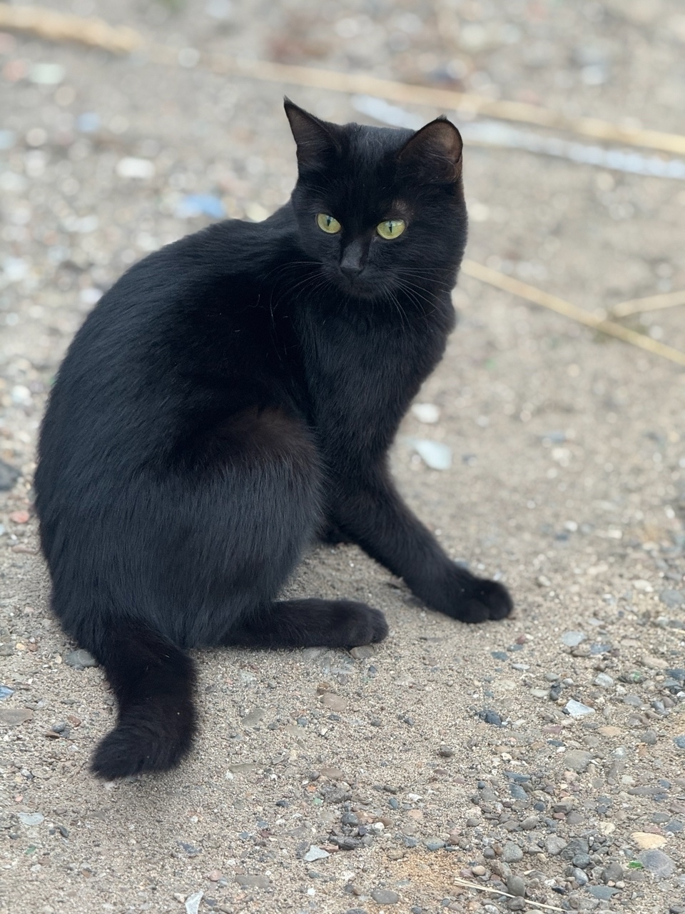 Найдена собака в Ярославле — фото объявления