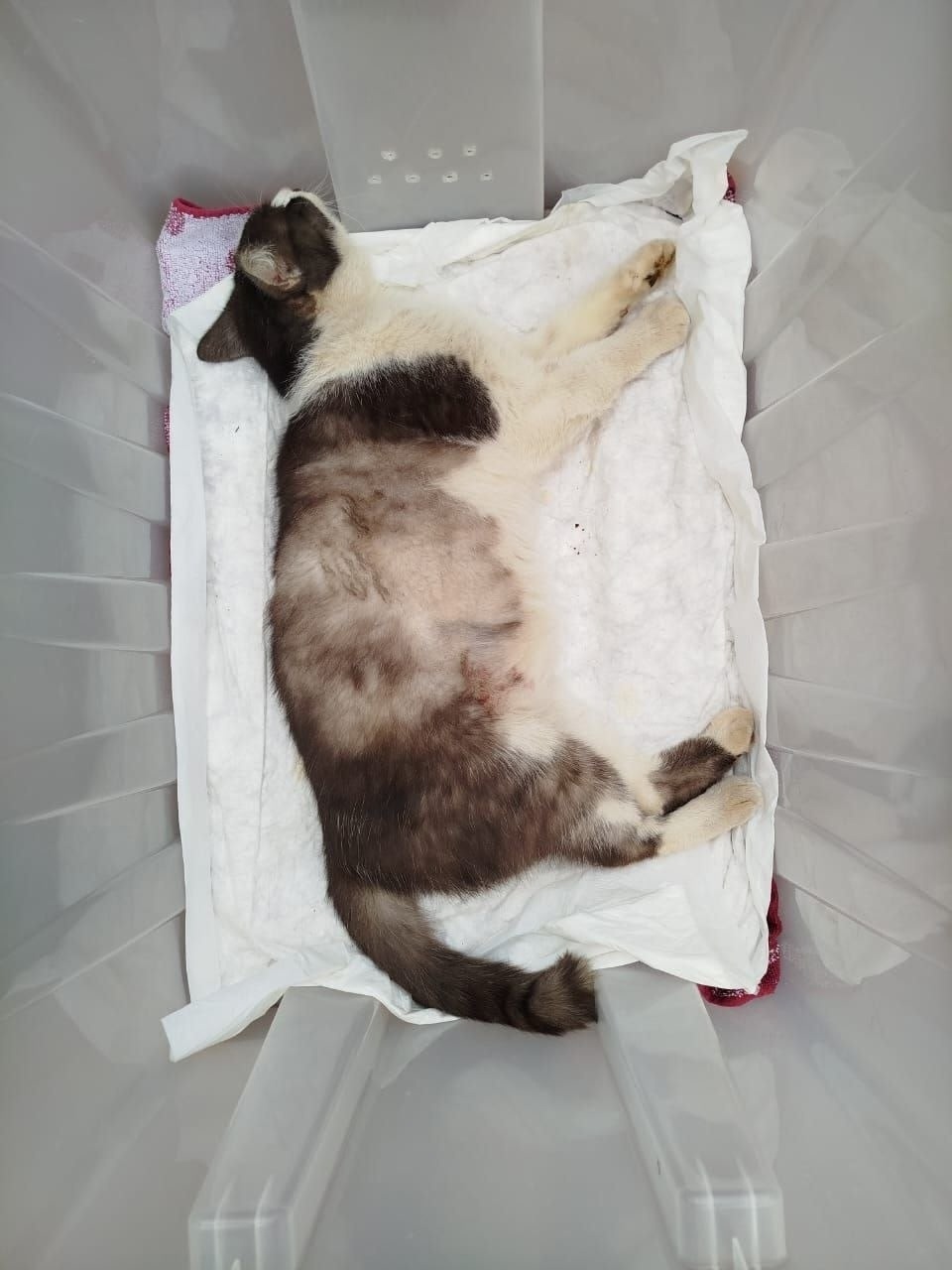 Найдена собака в Ярославле — фото объявления