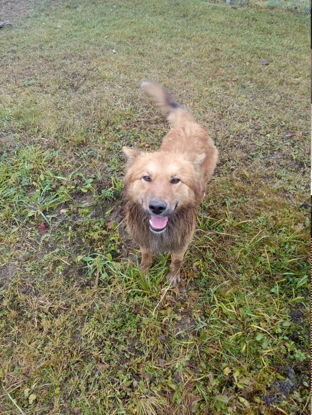 Найдена собака в Ярославле — фото объявления