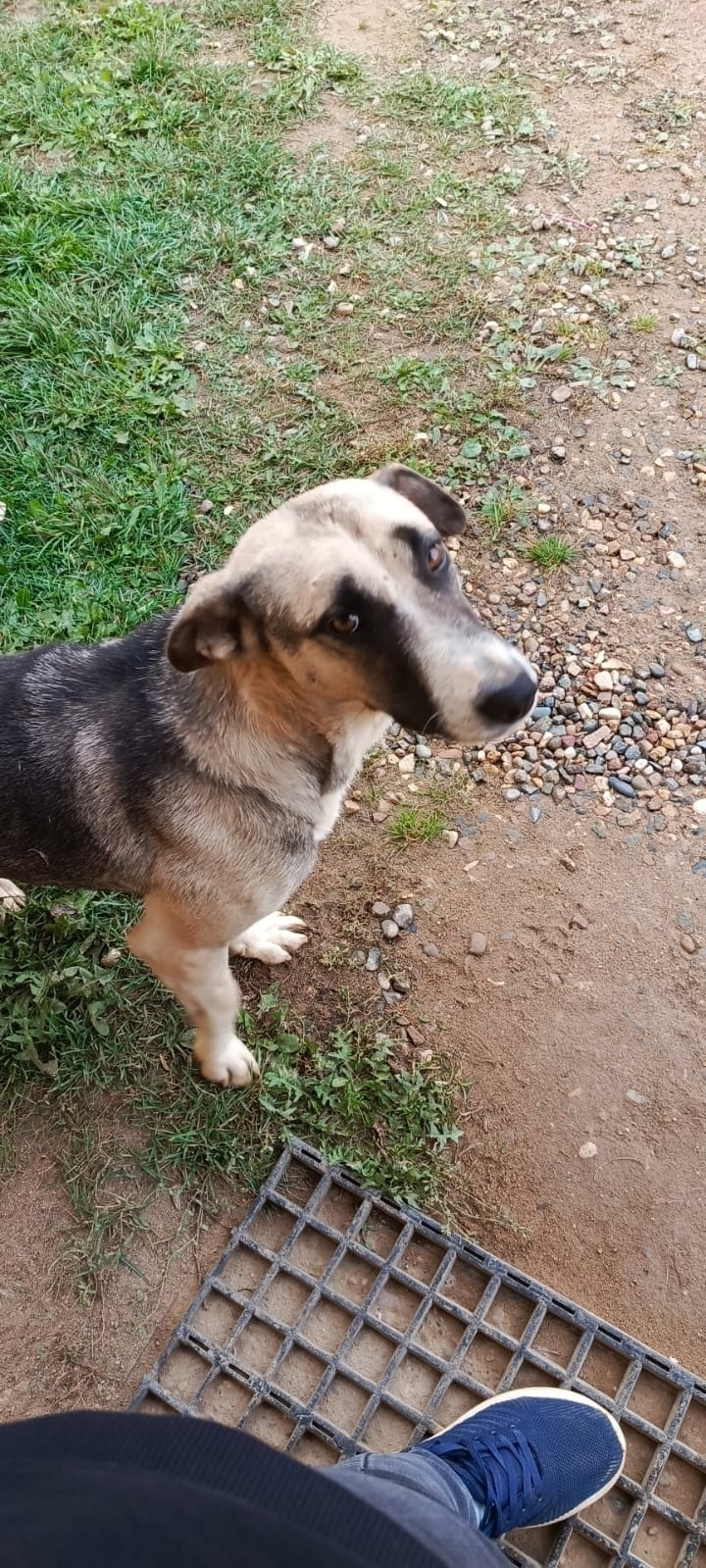 Найдена собака в Ярославле — фото объявления