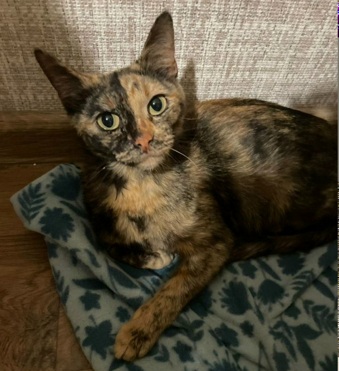 Найдена собака в Ярославле — фото объявления