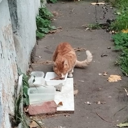 Найдена собака в Ярославле — фото объявления