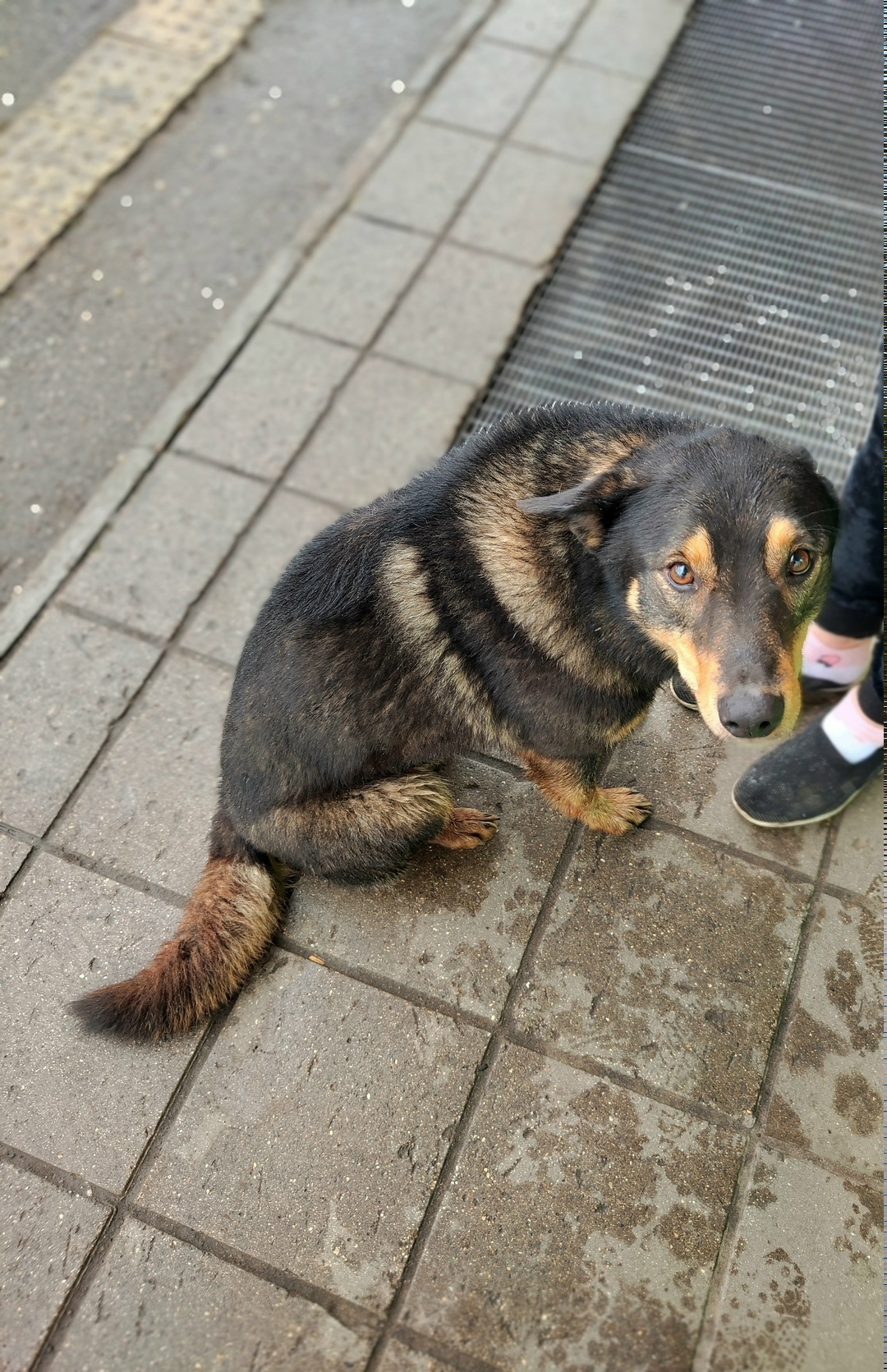 Найдена собака в Ярославле — фото объявления