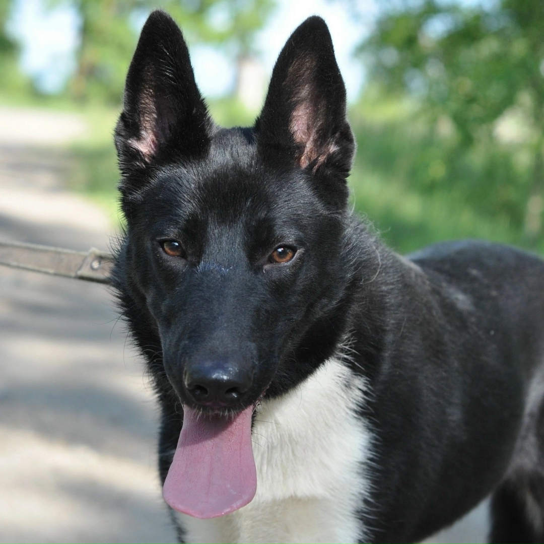 Найдена собака в Ярославле — фото объявления