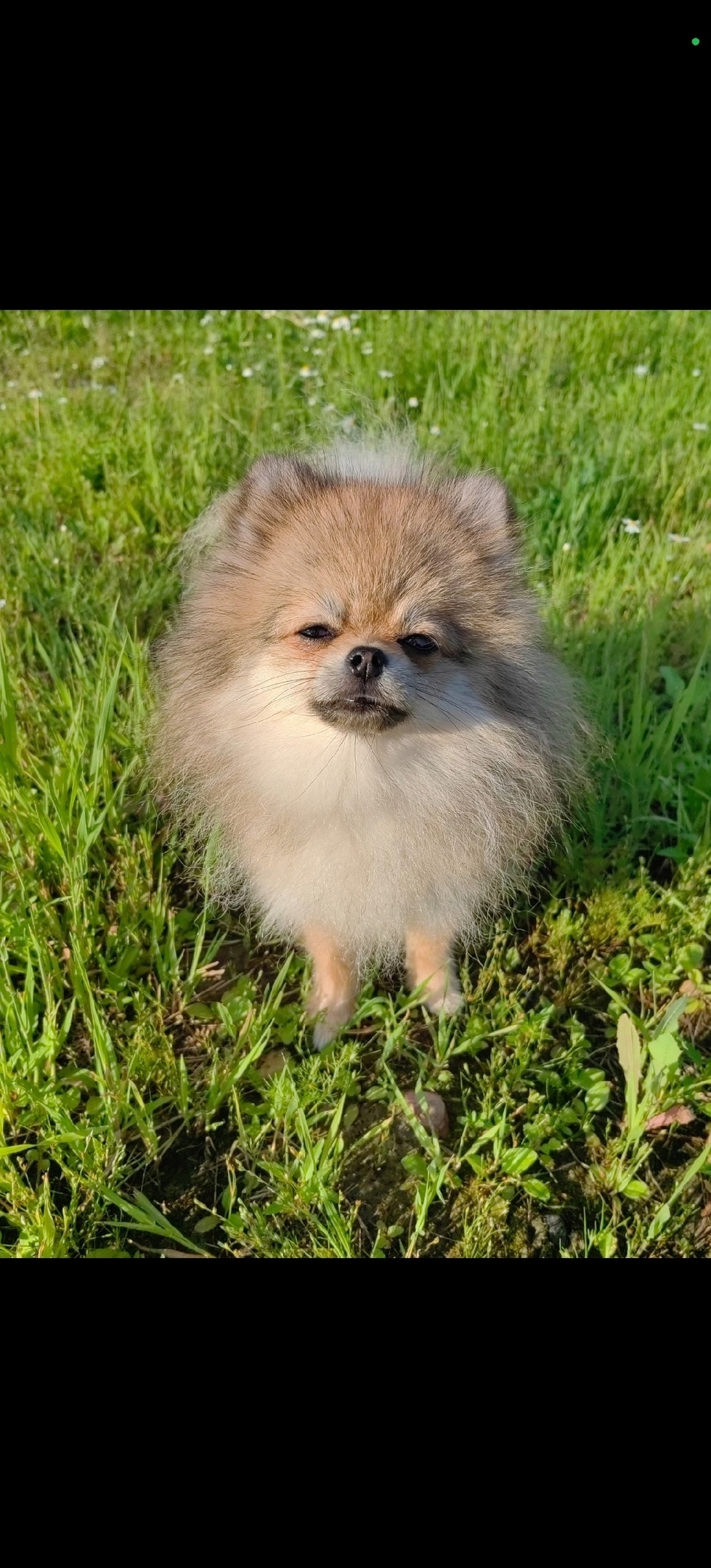 Найдена собака в Ярославле — фото объявления