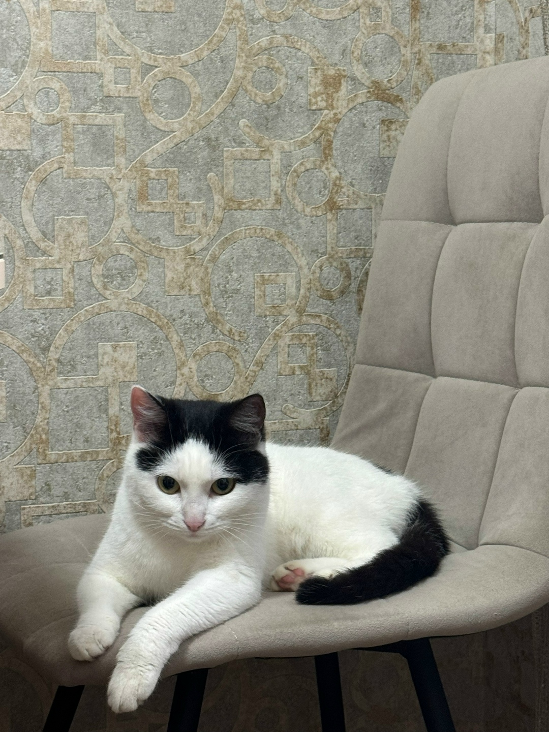 Найдена собака в Ярославле — фото объявления