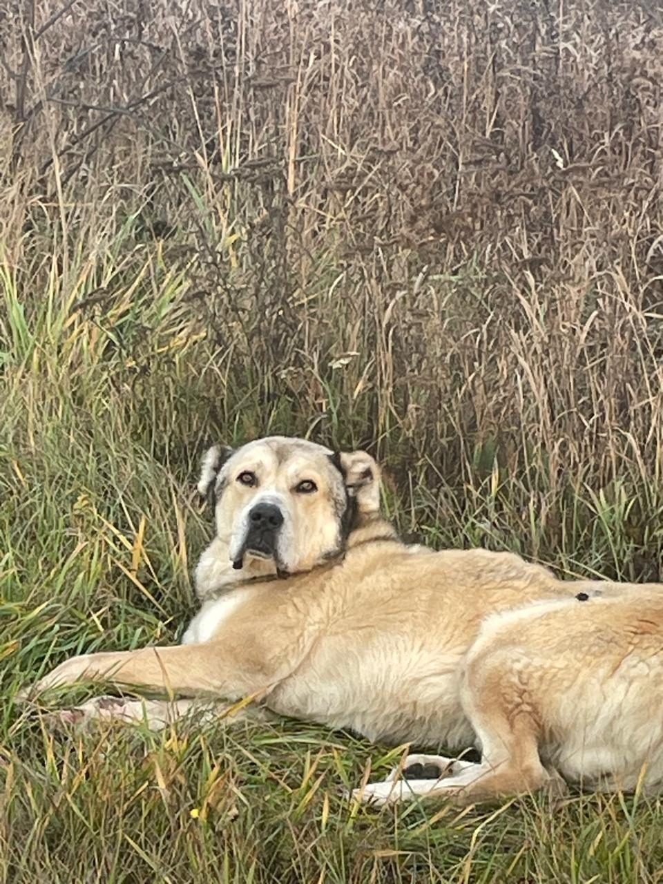 Найдена собака в Ярославле — фото объявления