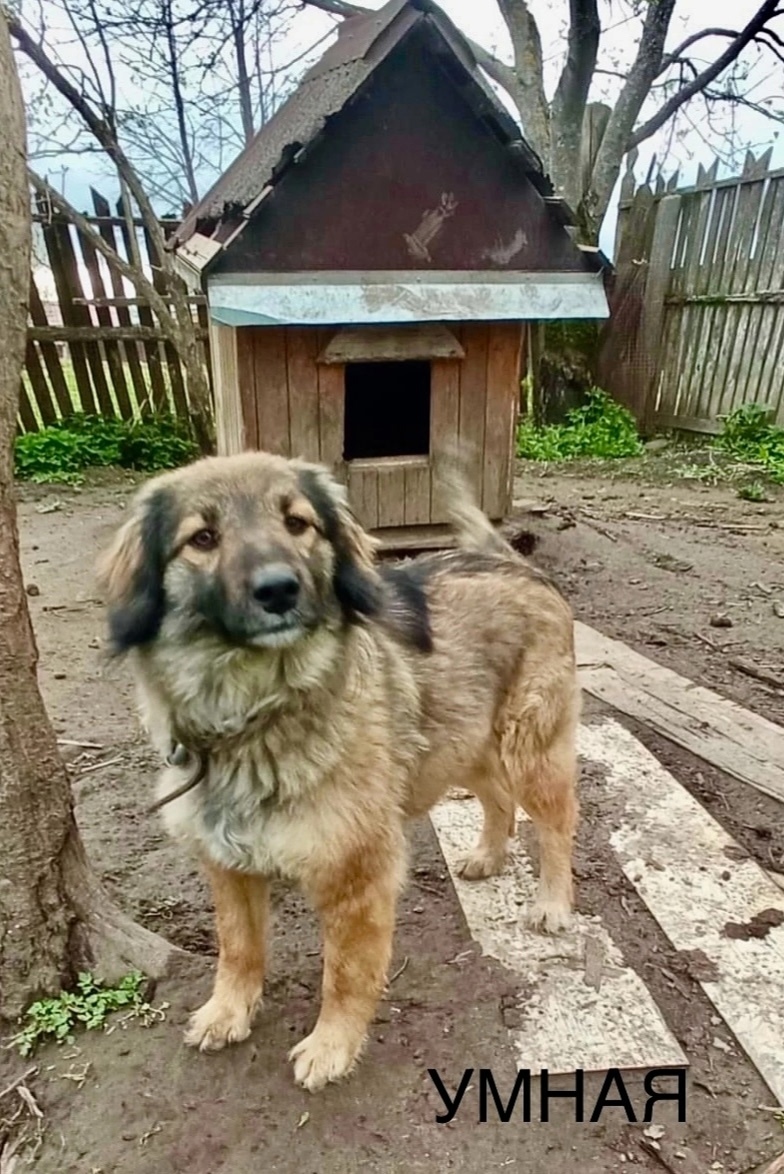 Найдена собака в Ярославле — фото объявления