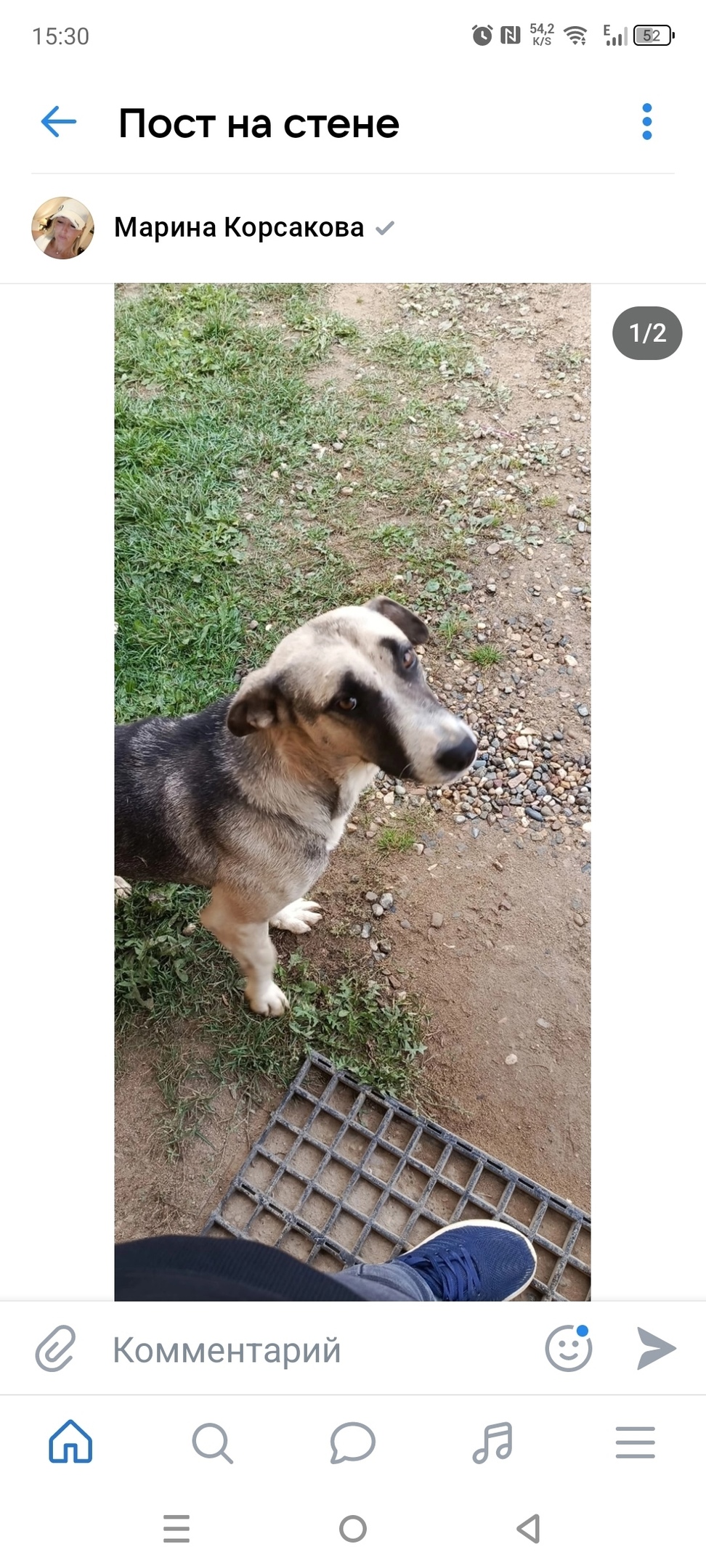 Найдена собака в Ярославле — фото объявления