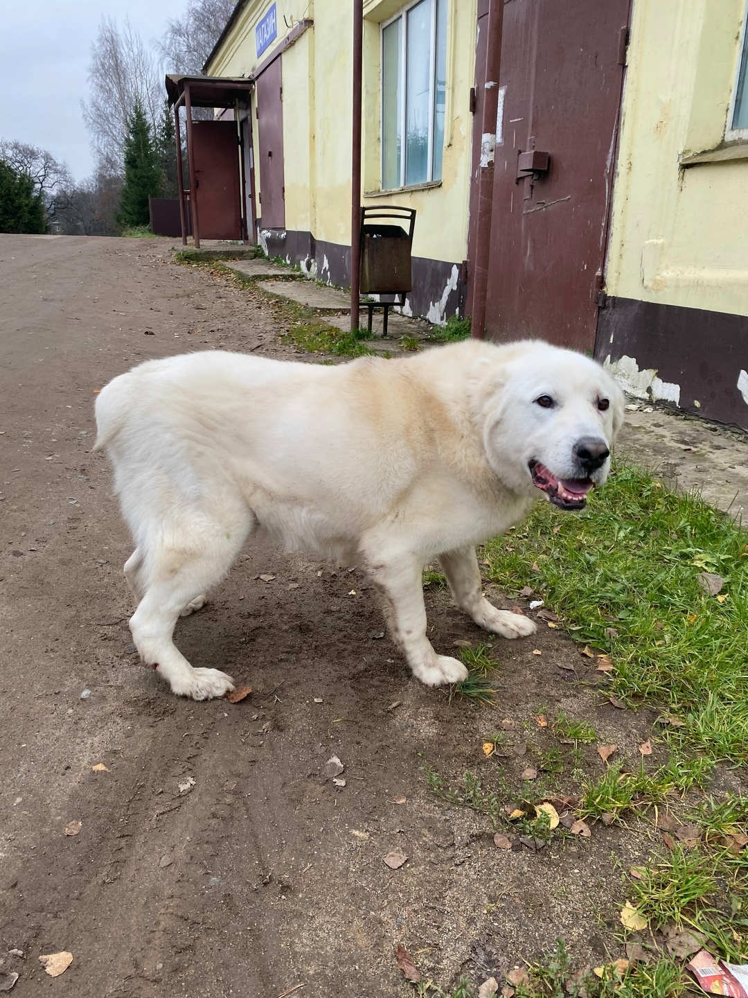 Найдена собака в Ярославле — фото объявления