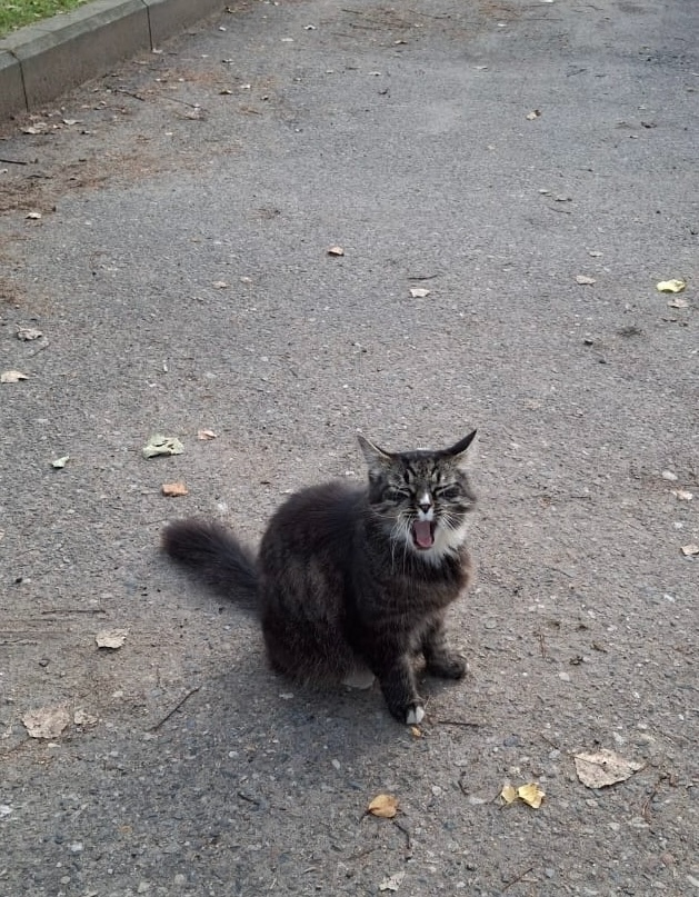 Найдена собака в Ярославле — фото объявления