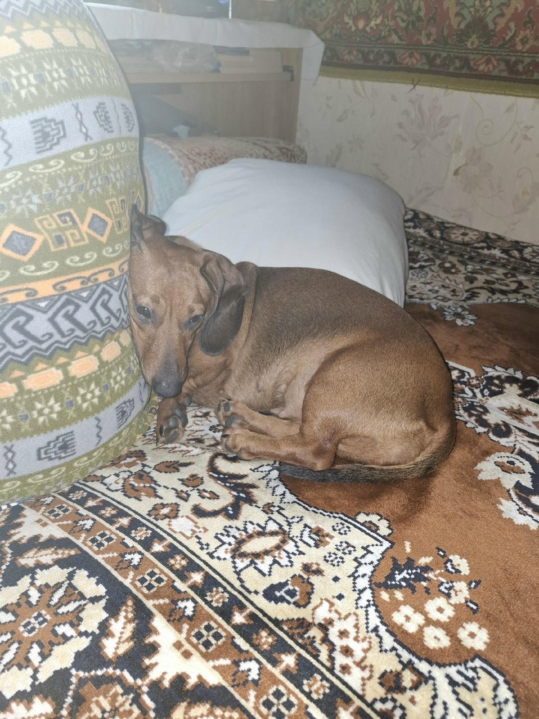 Найдена собака в Ярославле — фото объявления