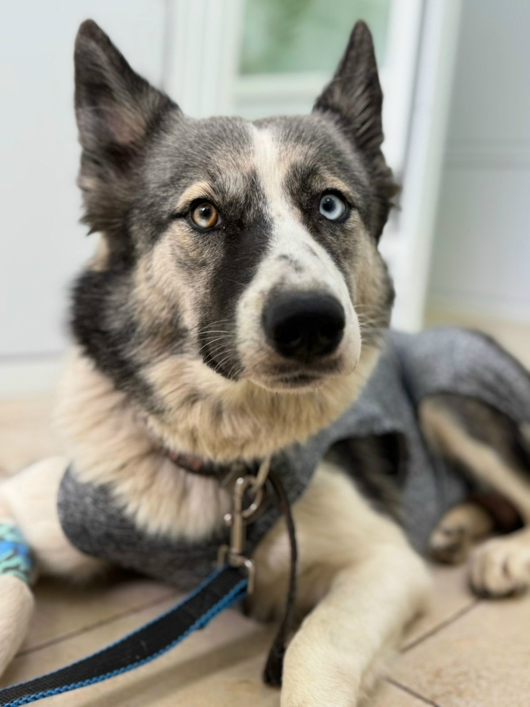 Найдена собака в Ярославле — фото объявления