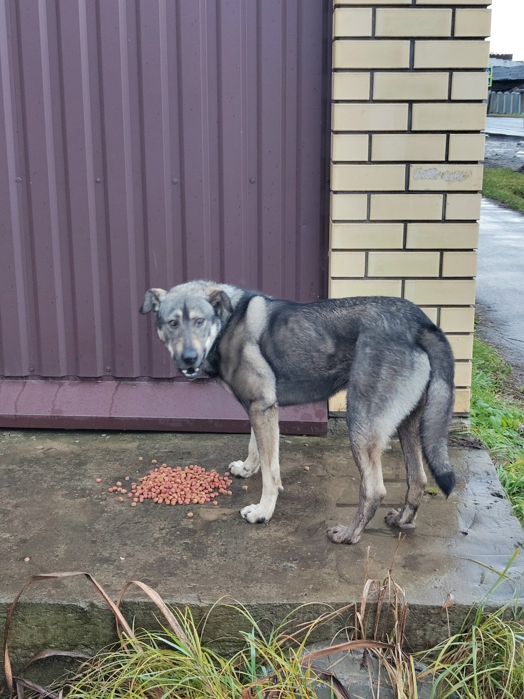 Найдена собака в Ярославле — фото объявления