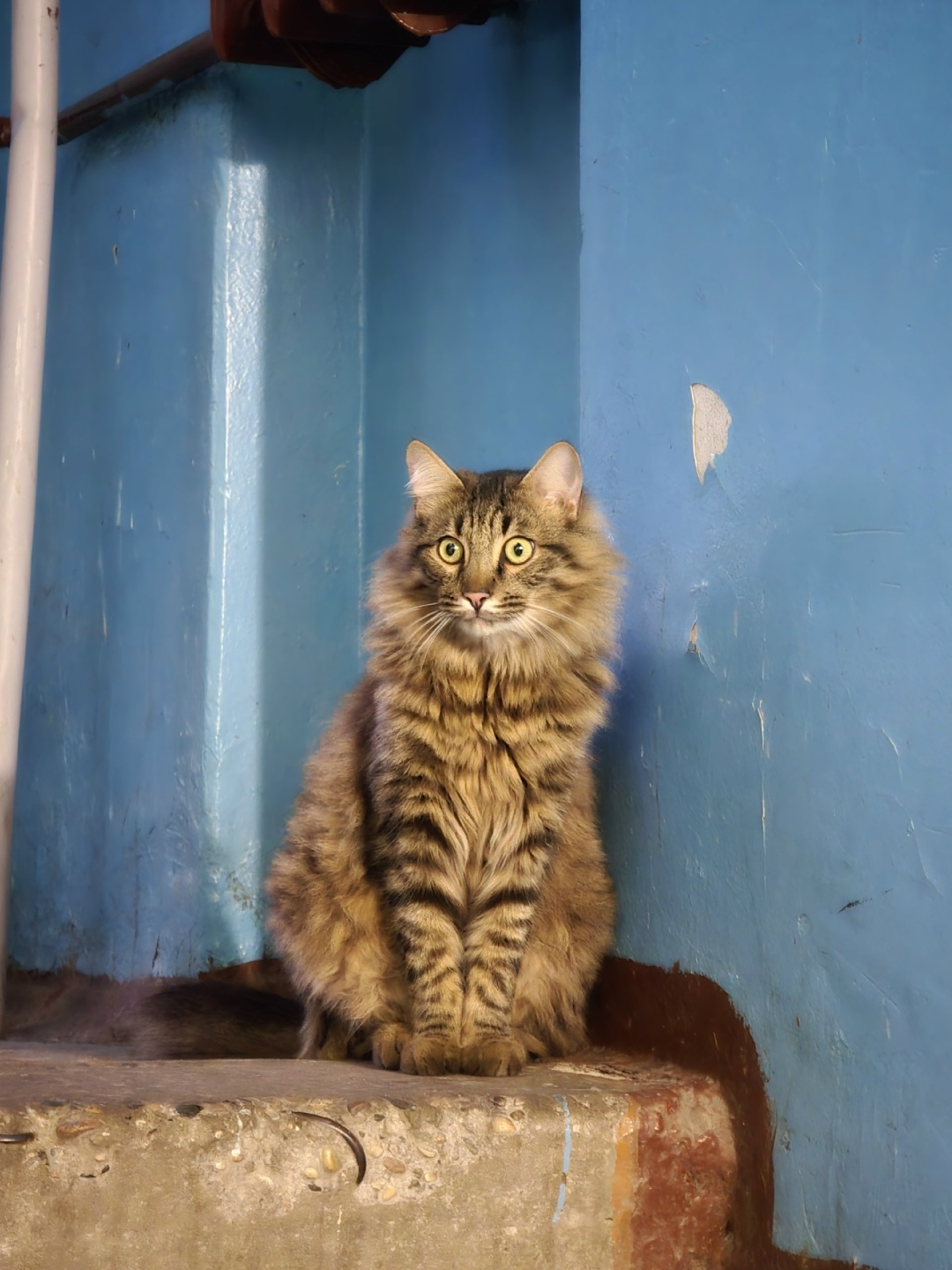 Найдена собака в Ярославле — фото объявления