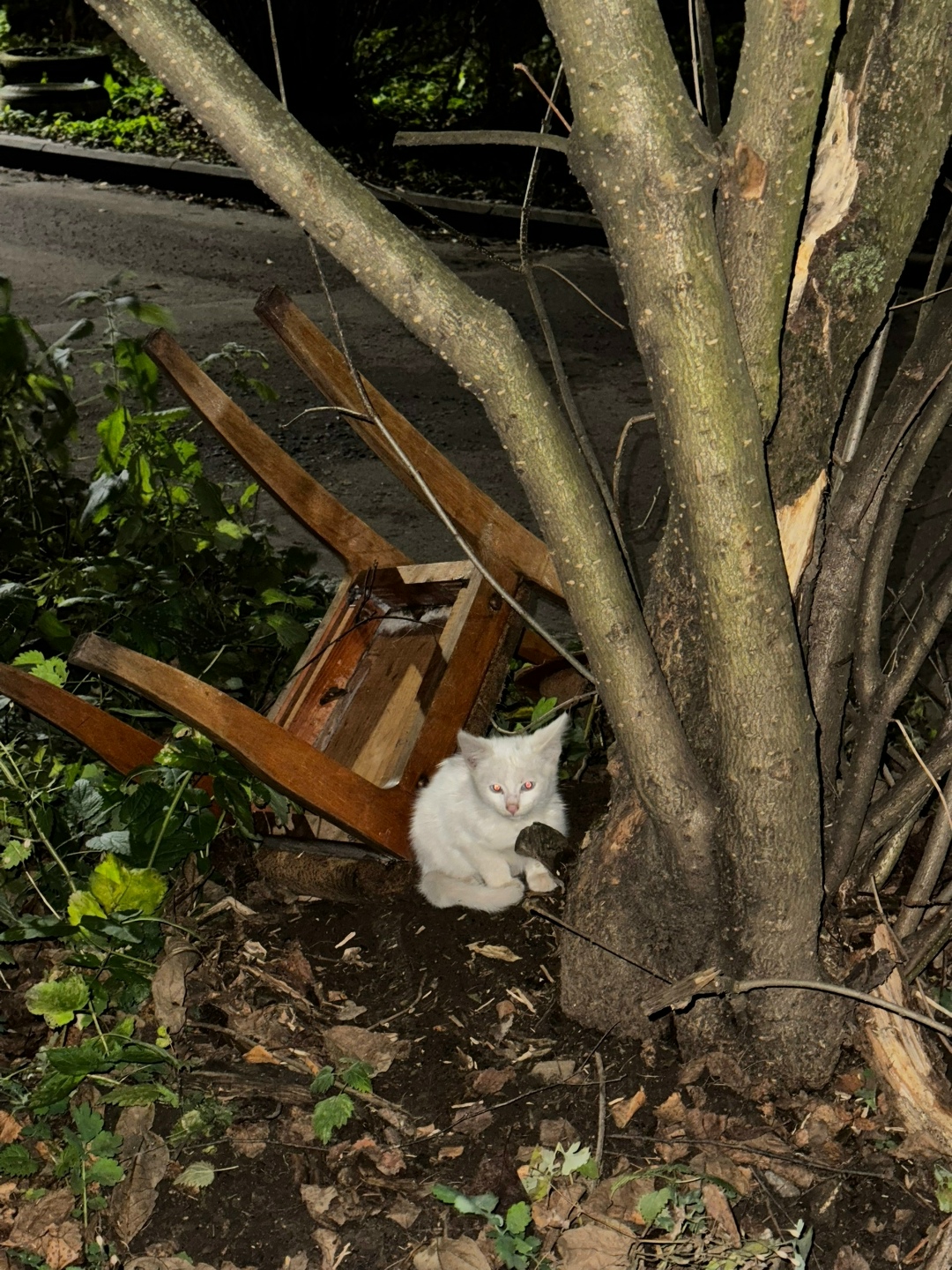 Найдена кошка в Ярославле — фото объявления