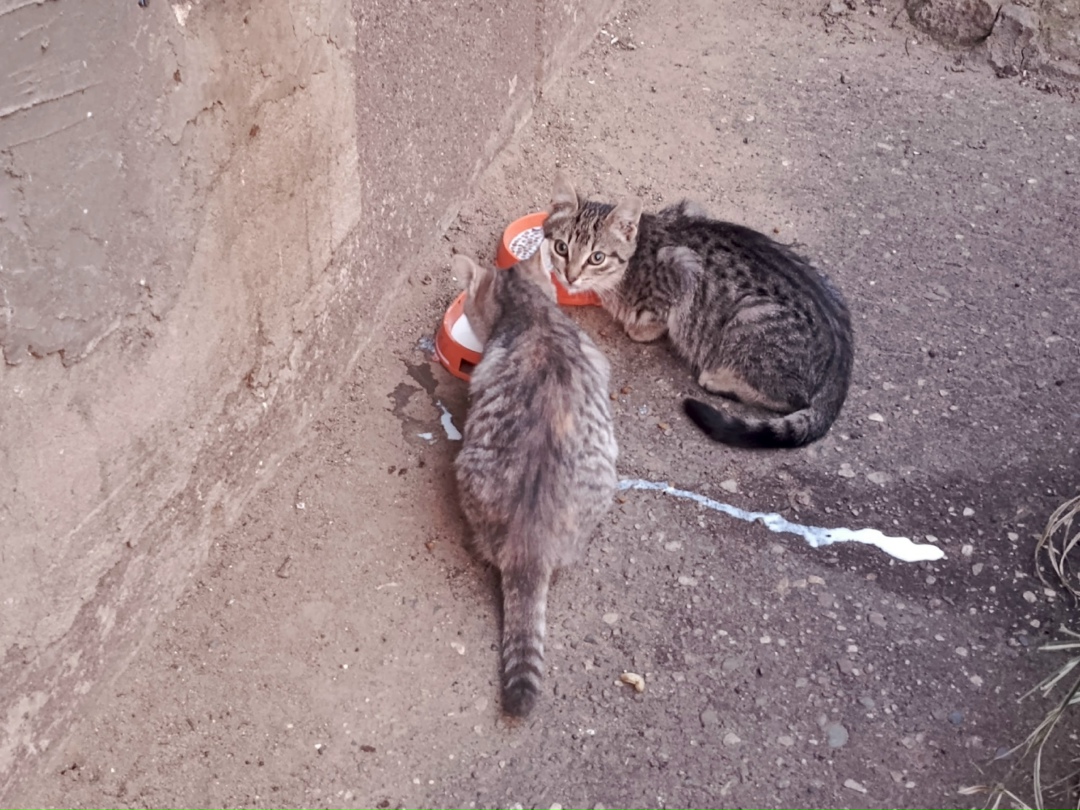 Найдена собака в Ярославле — фото объявления