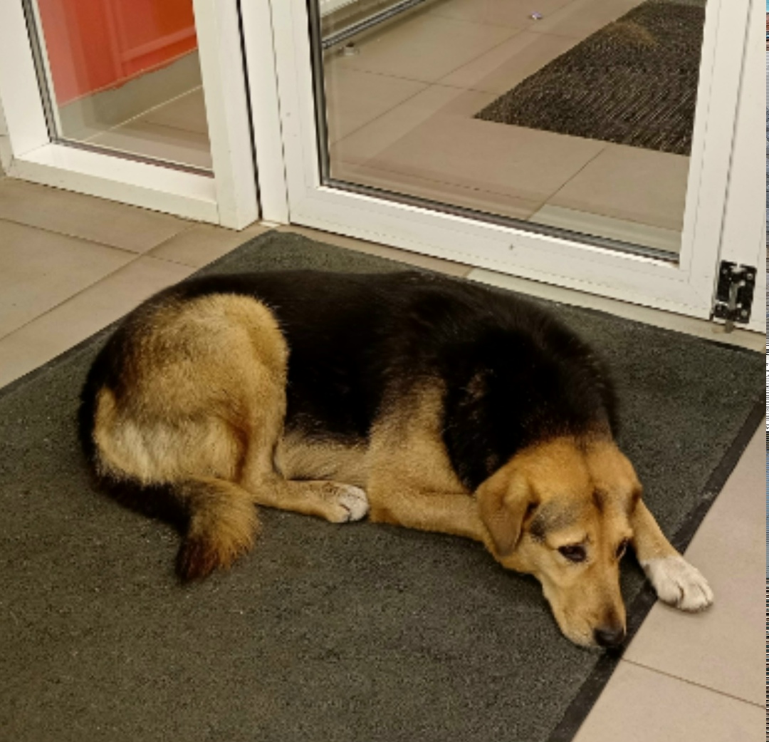 Найдена собака в Ярославле — фото объявления