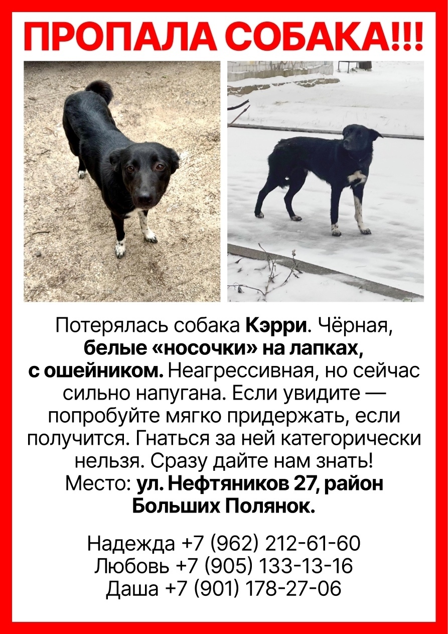 Пропала собака в Ярославле — фото объявления