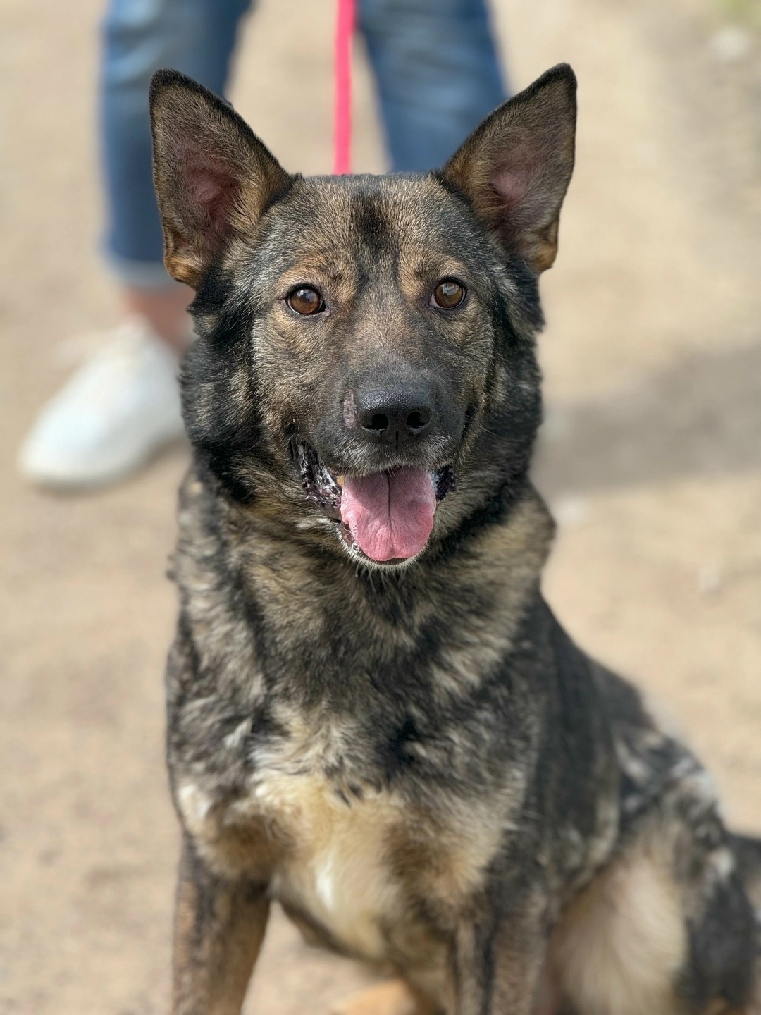 Пропала собака в Ярославле — фото объявления