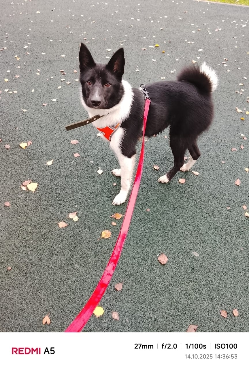 Пропала собака в Ярославле — фото объявления