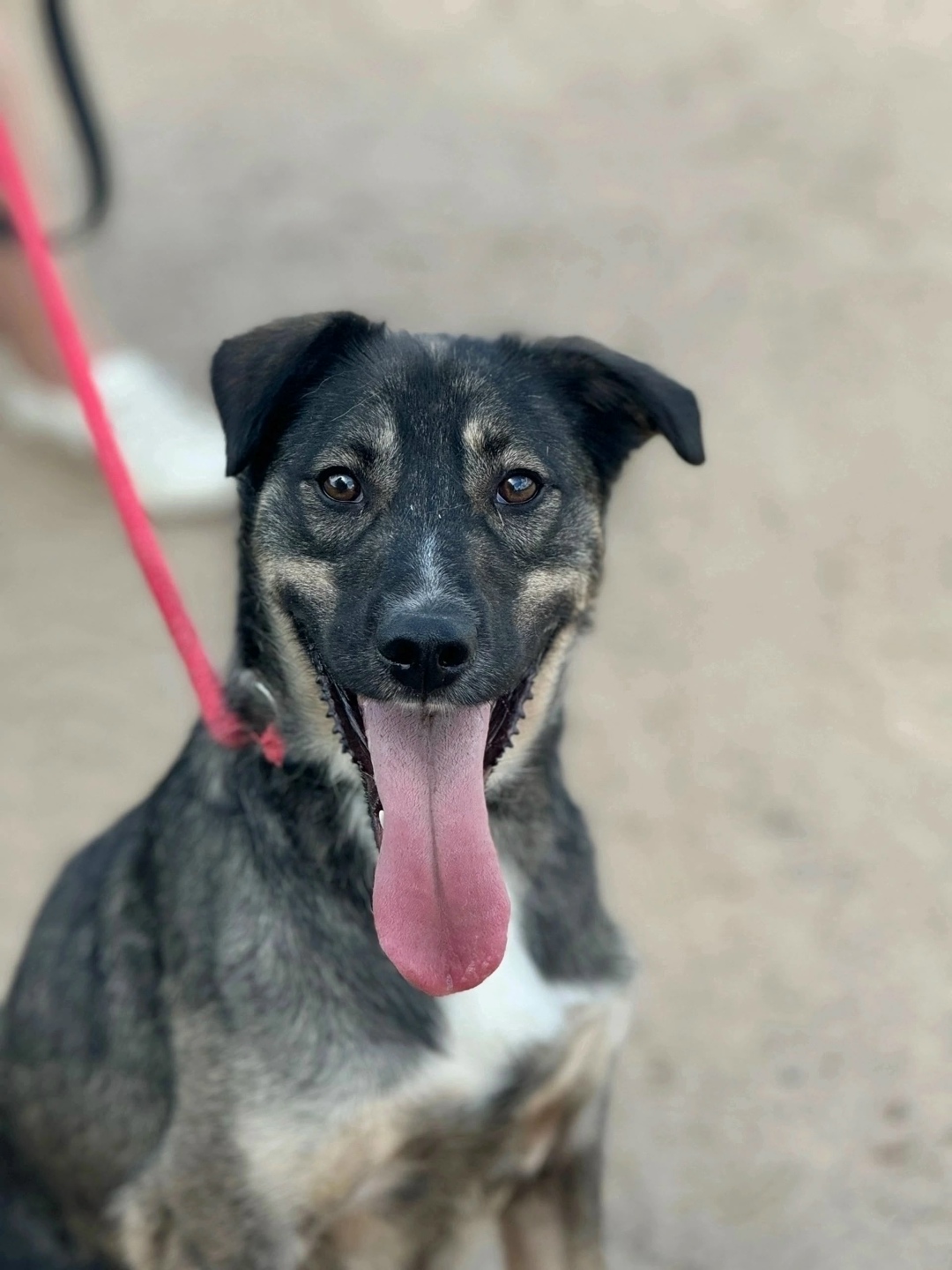 Найдена собака в Ярославле — фото объявления