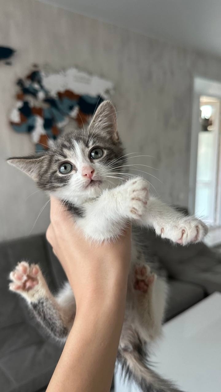 Найдена собака в Ярославле — фото объявления