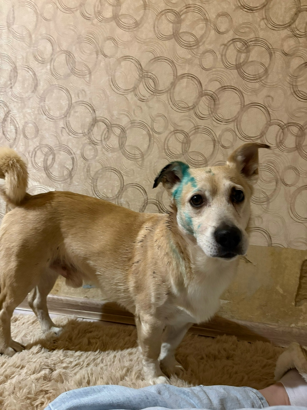 Найдена собака в Ярославле — фото объявления