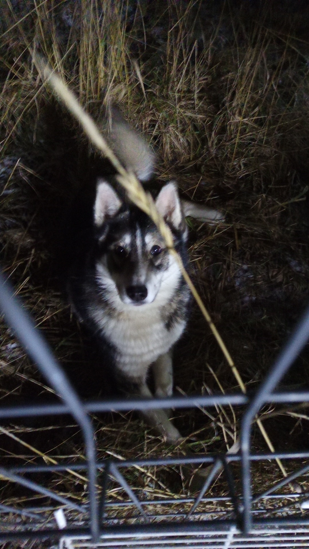 Найдена собака в Ярославле — фото объявления