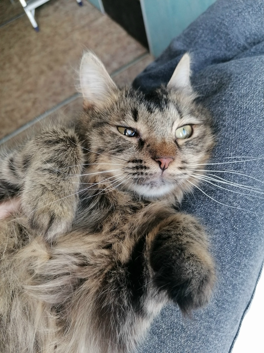 Найдена собака в Ярославле — фото объявления