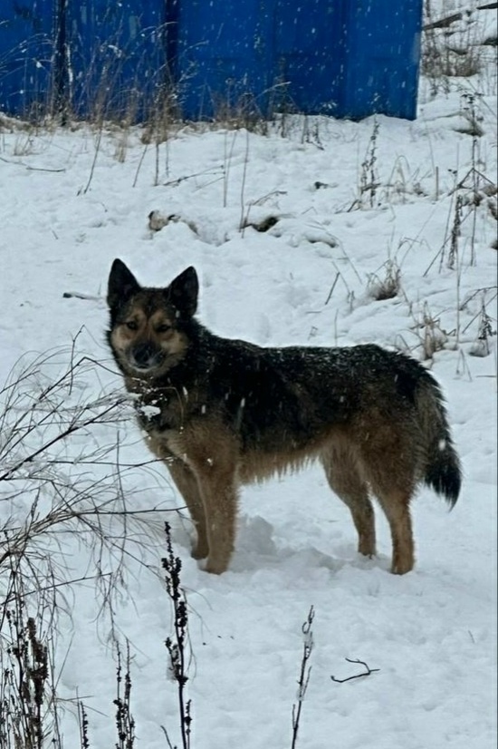 Пропала собака в Ярославле — фото объявления