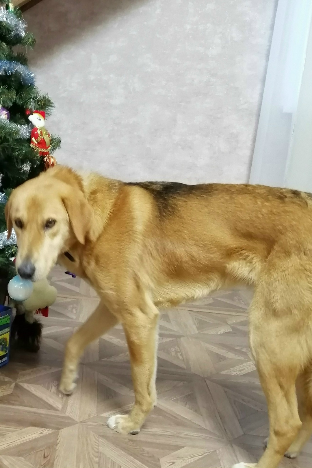 Пропала собака в Ярославле — фото объявления