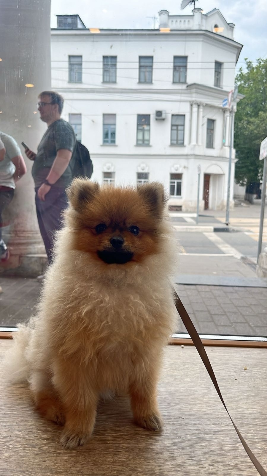 Найдена собака в Ярославле — фото объявления
