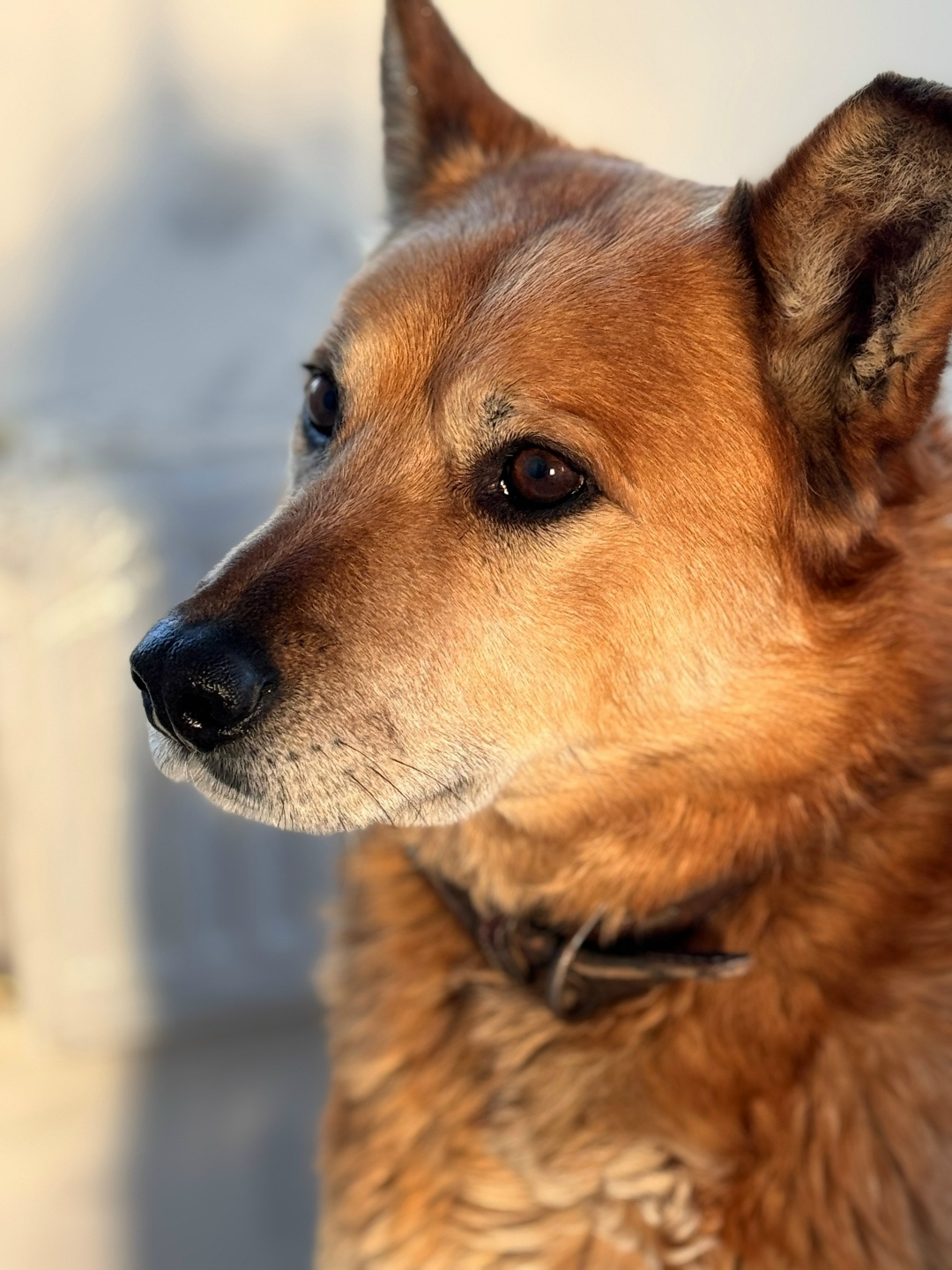 Найдена собака в Ярославле — фото объявления