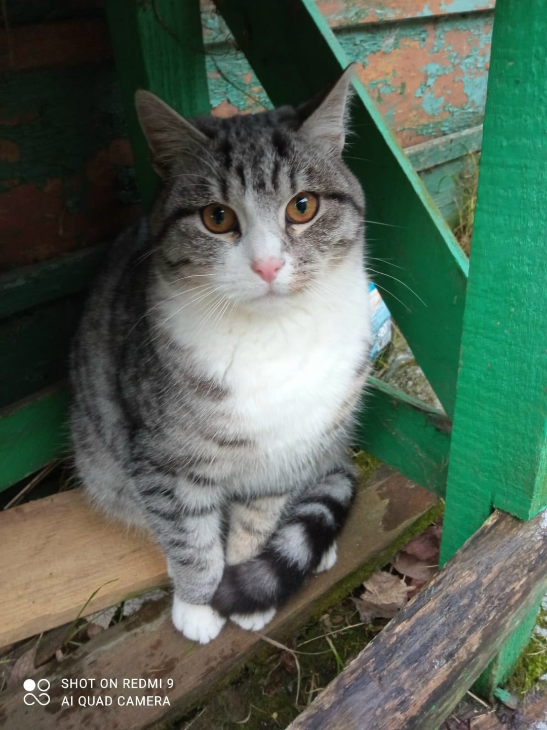 Найдена кошка в Ярославле — фото объявления