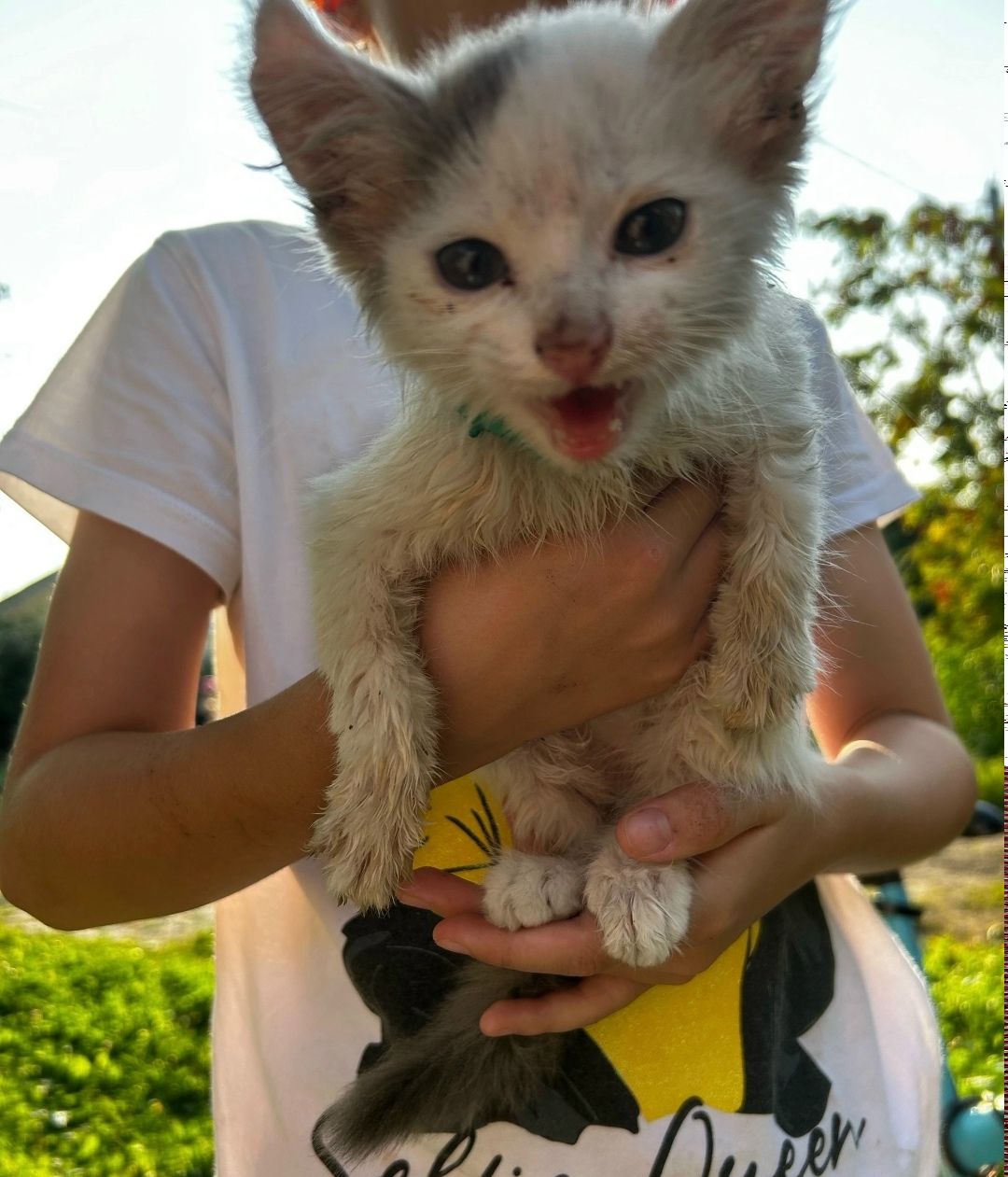 Найдена собака в Ярославле — фото объявления