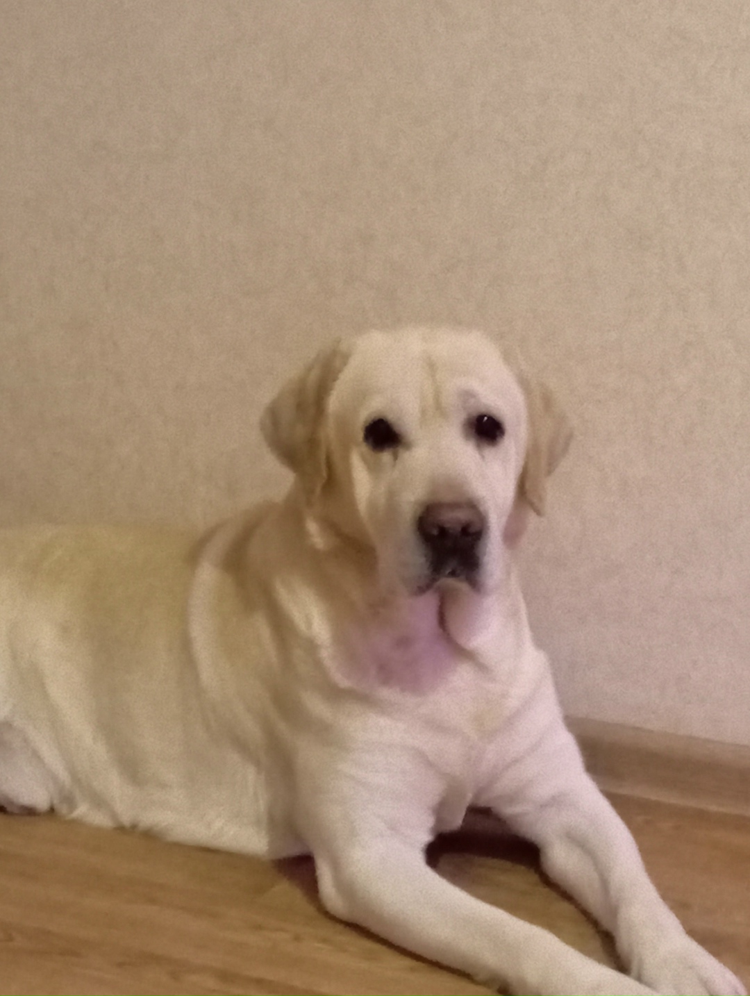 Найдена собака в Ярославле — фото объявления