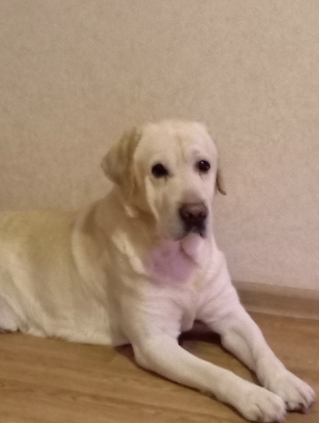 Найдена собака в Ярославле — фото объявления