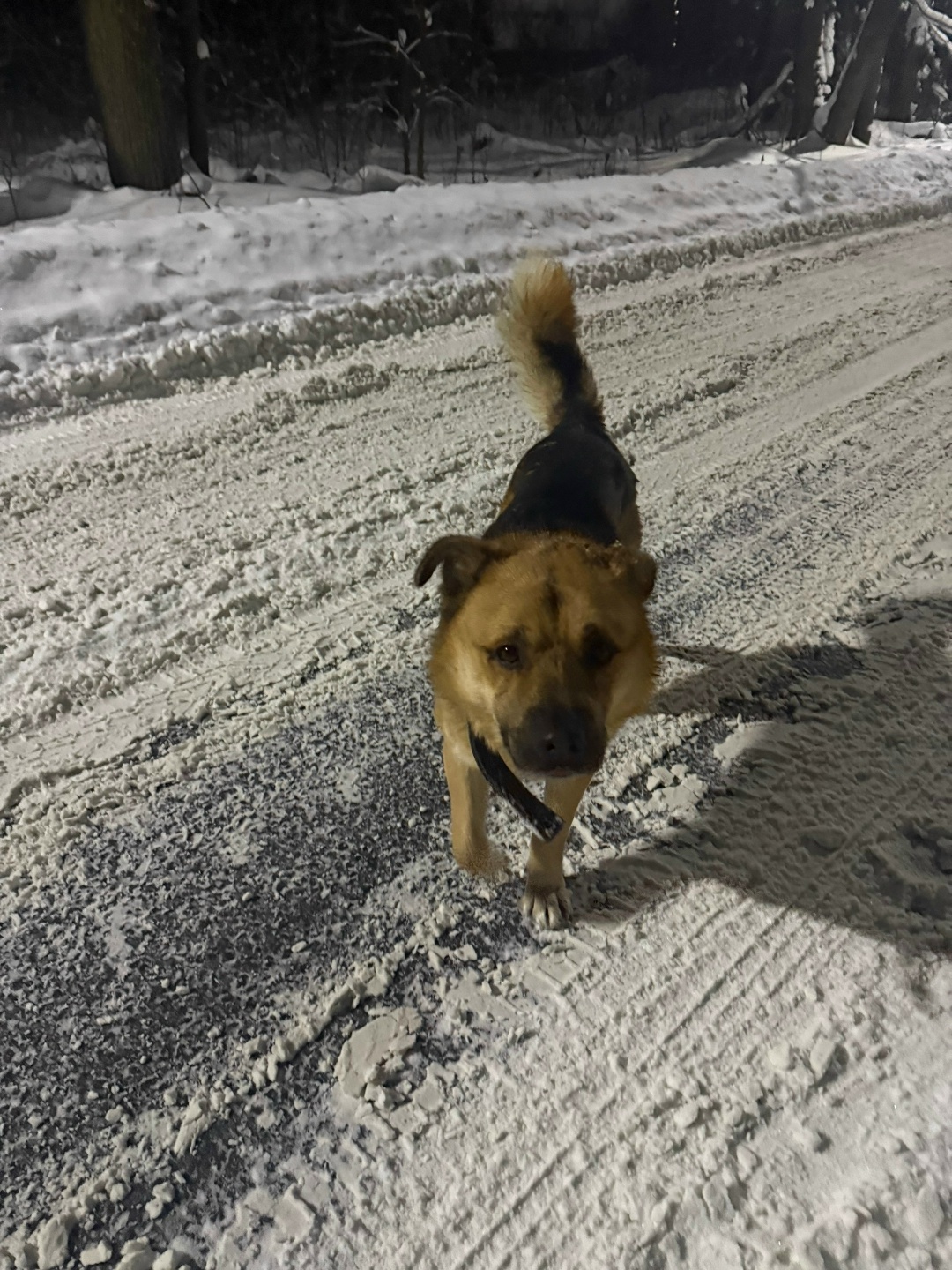 Пропала собака в Ярославле — фото объявления