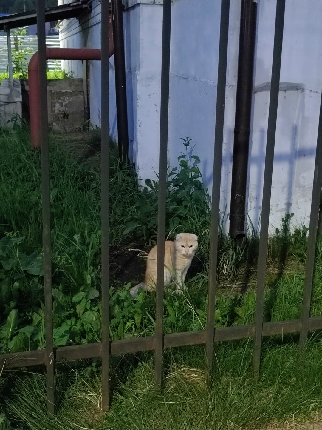 Найдена собака в Ярославле — фото объявления