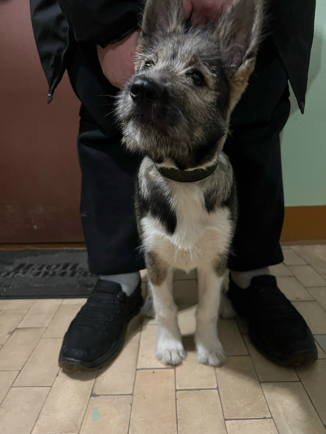 Найдена собака в Ярославле — фото объявления