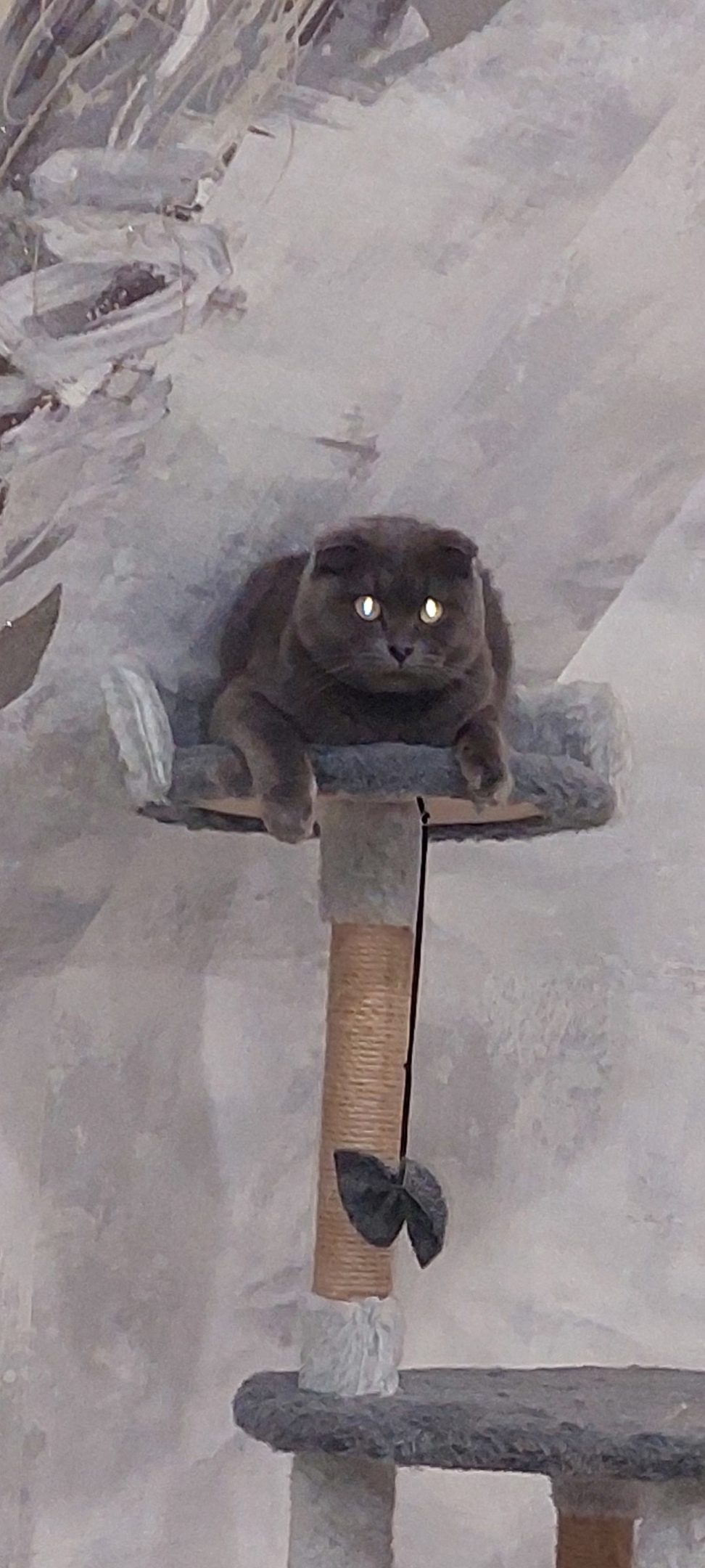 Пропала кошка в Ярославле — фото объявления