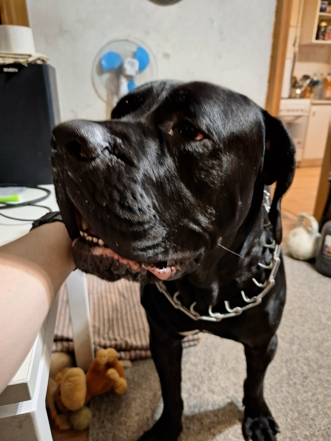 Найдена собака в Ярославле — фото объявления