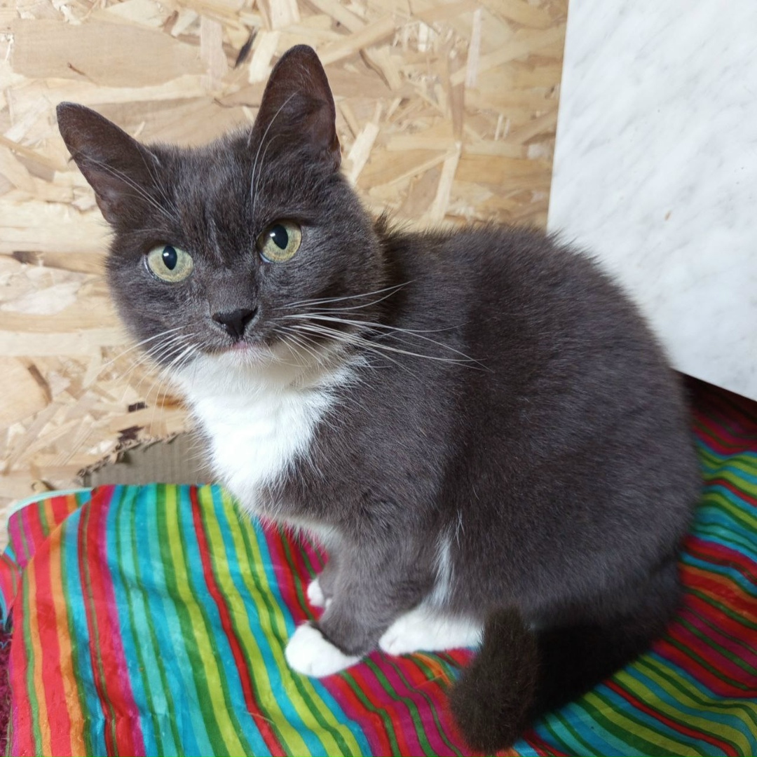 Найдена кошка в Ярославле — фото объявления