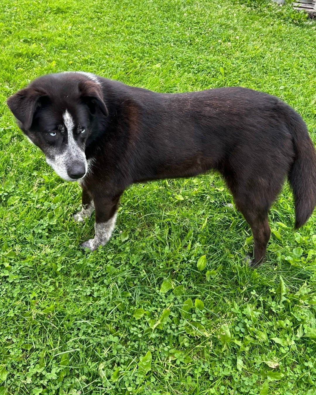 Найдена собака в Ярославле — фото объявления