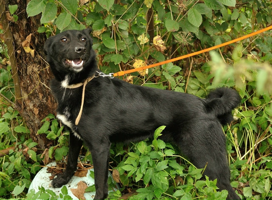Найдена собака в Ярославле — фото объявления