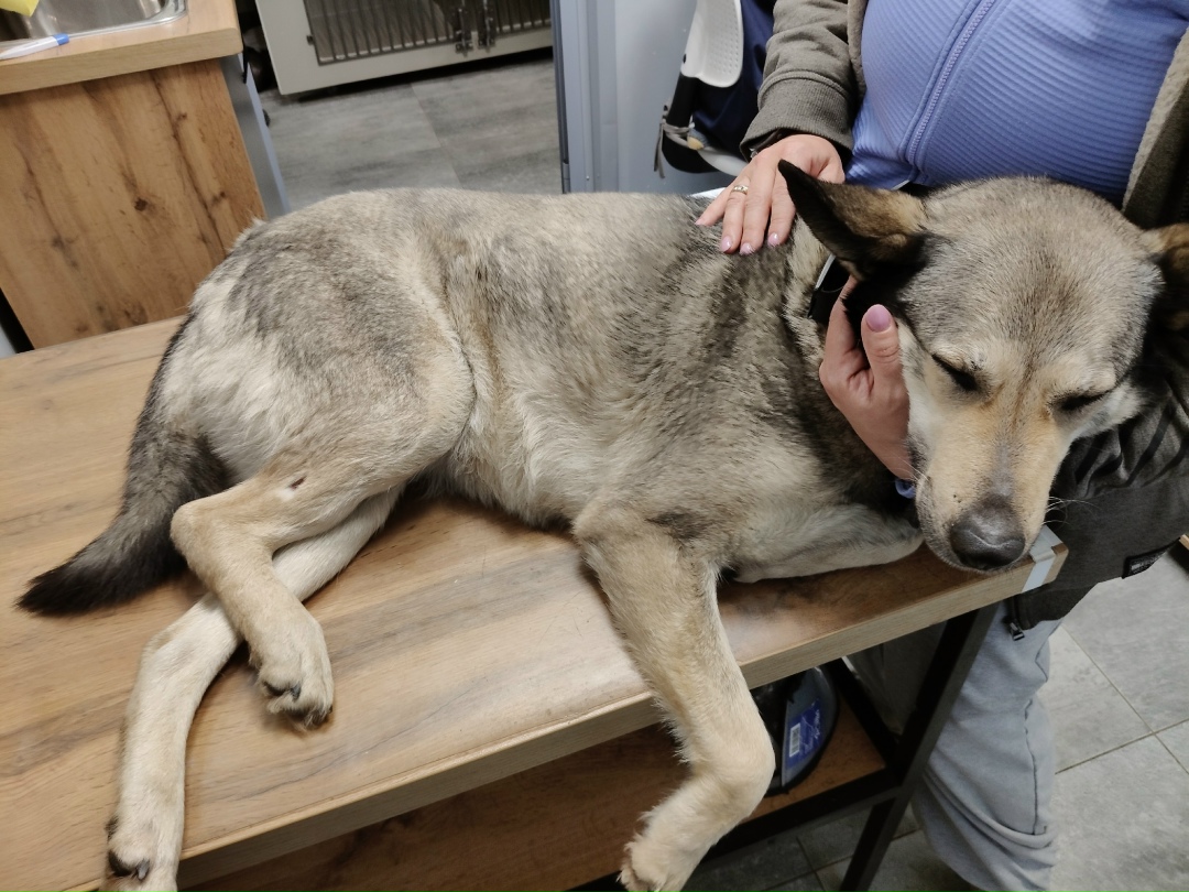 Найдена собака в Ярославле — фото объявления