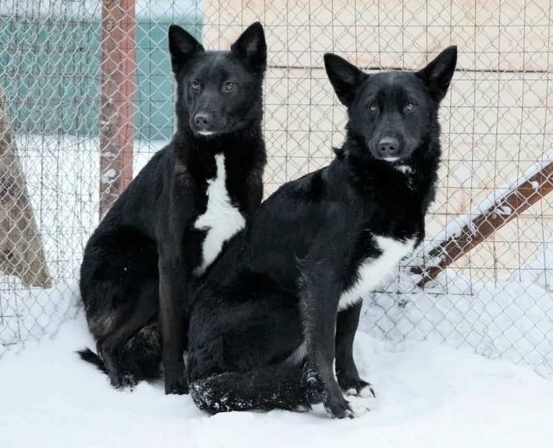 Найдена собака в Ярославле — фото объявления