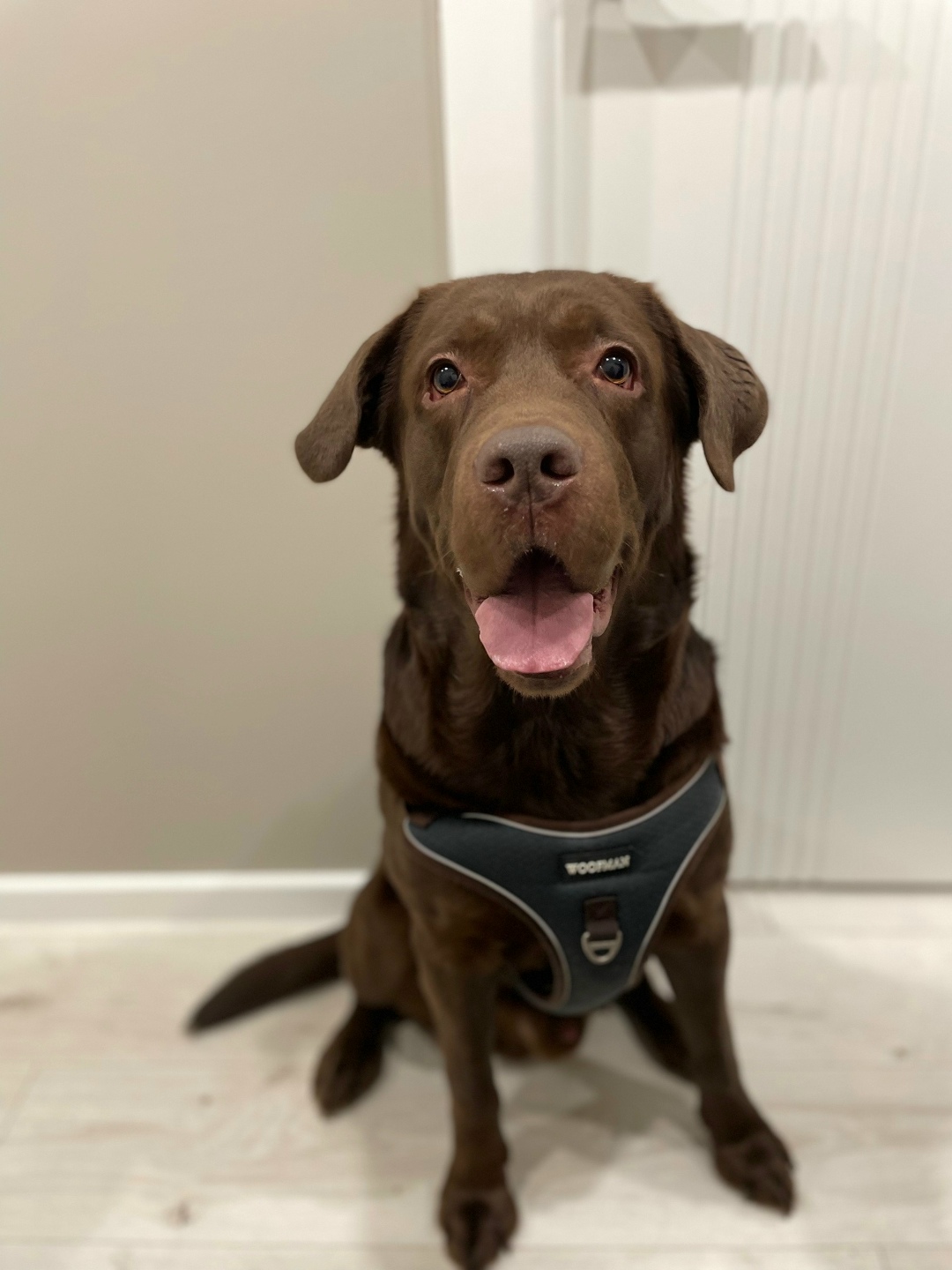 Найдена собака в Ярославле — фото объявления